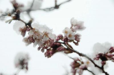 開花したソメイヨシノにも雪が積も...